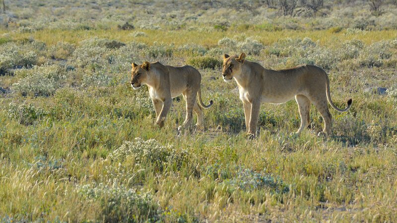 Two Lionesses in Grassland