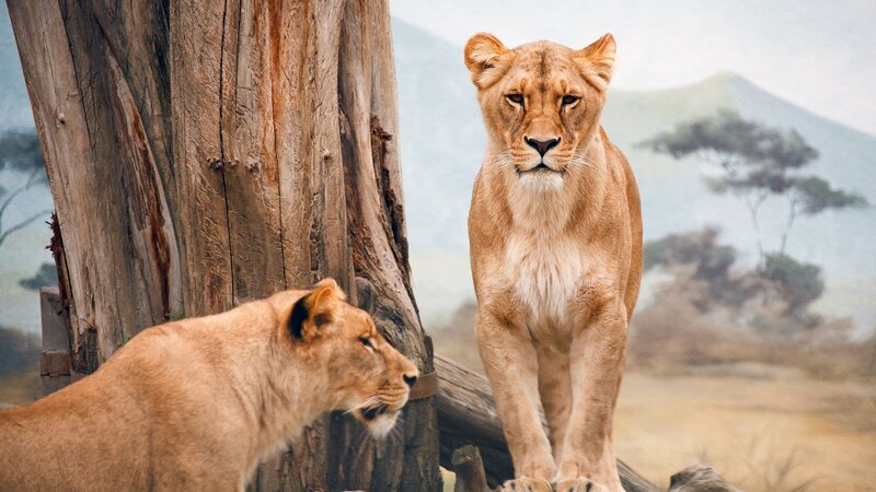 Two Lionesses in Savanna — Brown, Calm