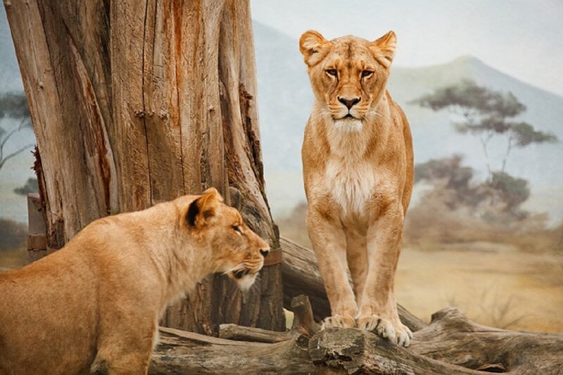 Two Lionesses in Savanna — Brown