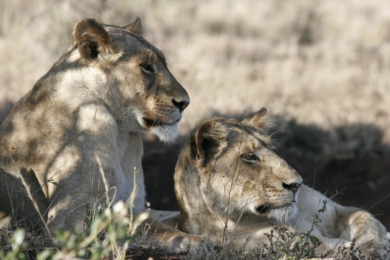 two lionesses in savanna
