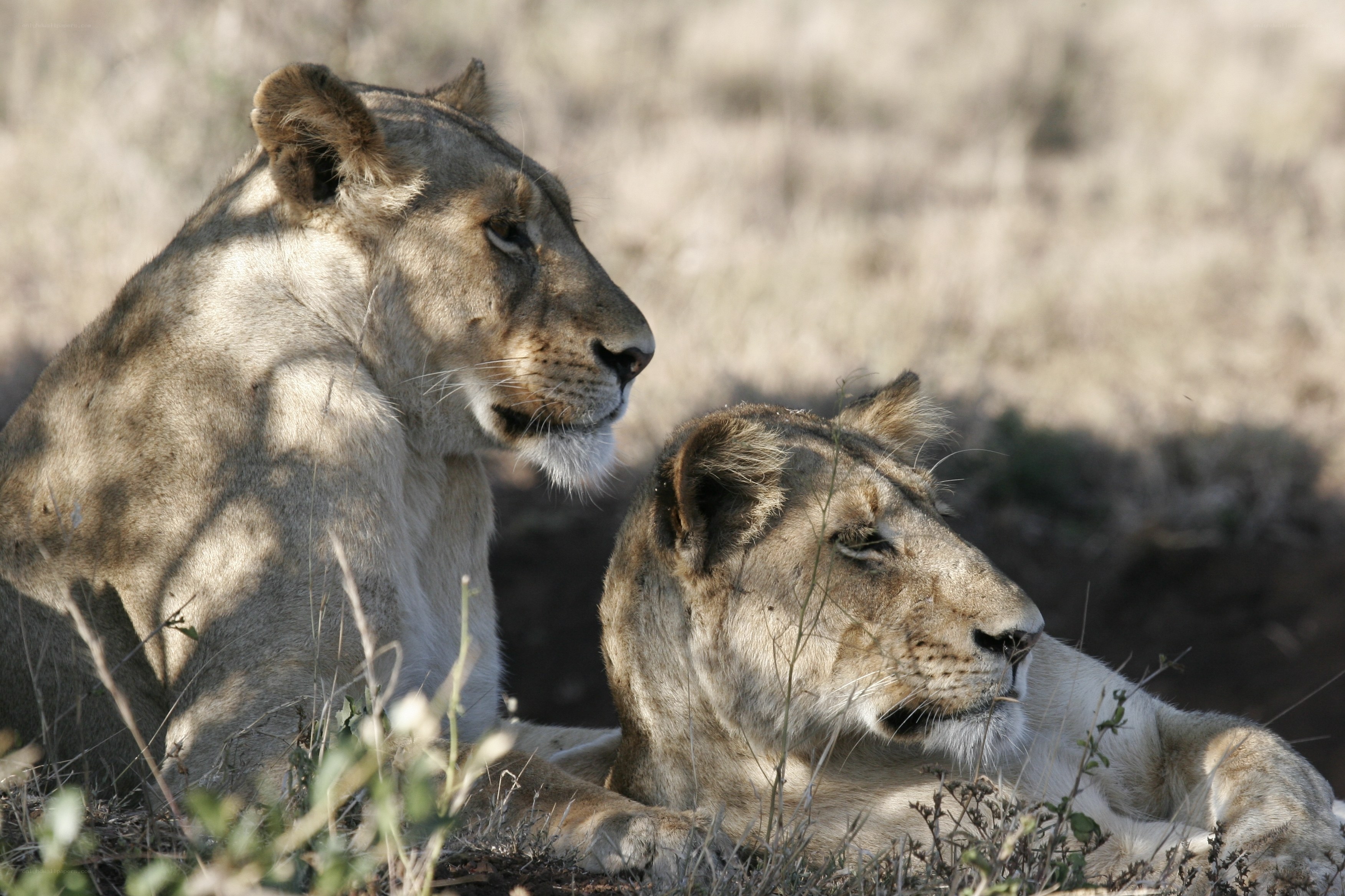 two lionesses in savanna
