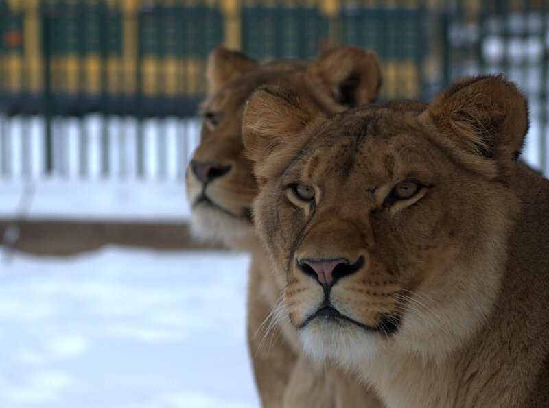 Two Lionesses in Snow
