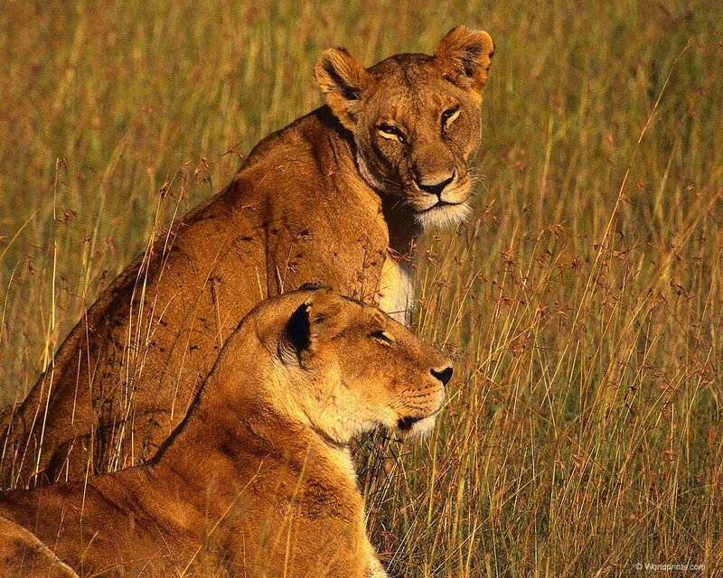 Two lionesses in tall grass