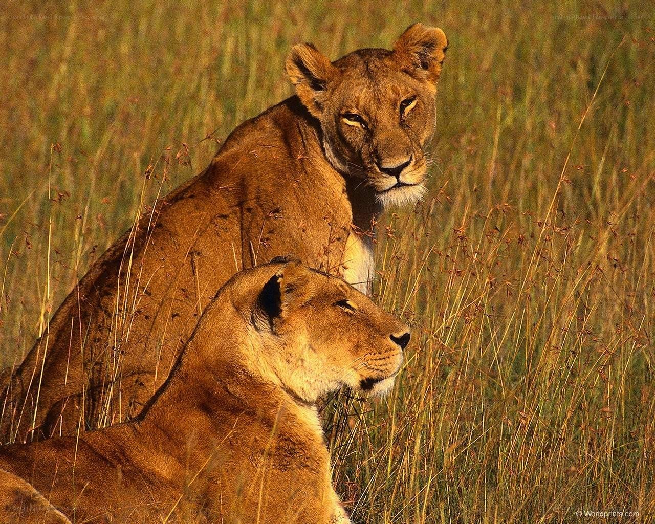 Two lionesses in tall grass