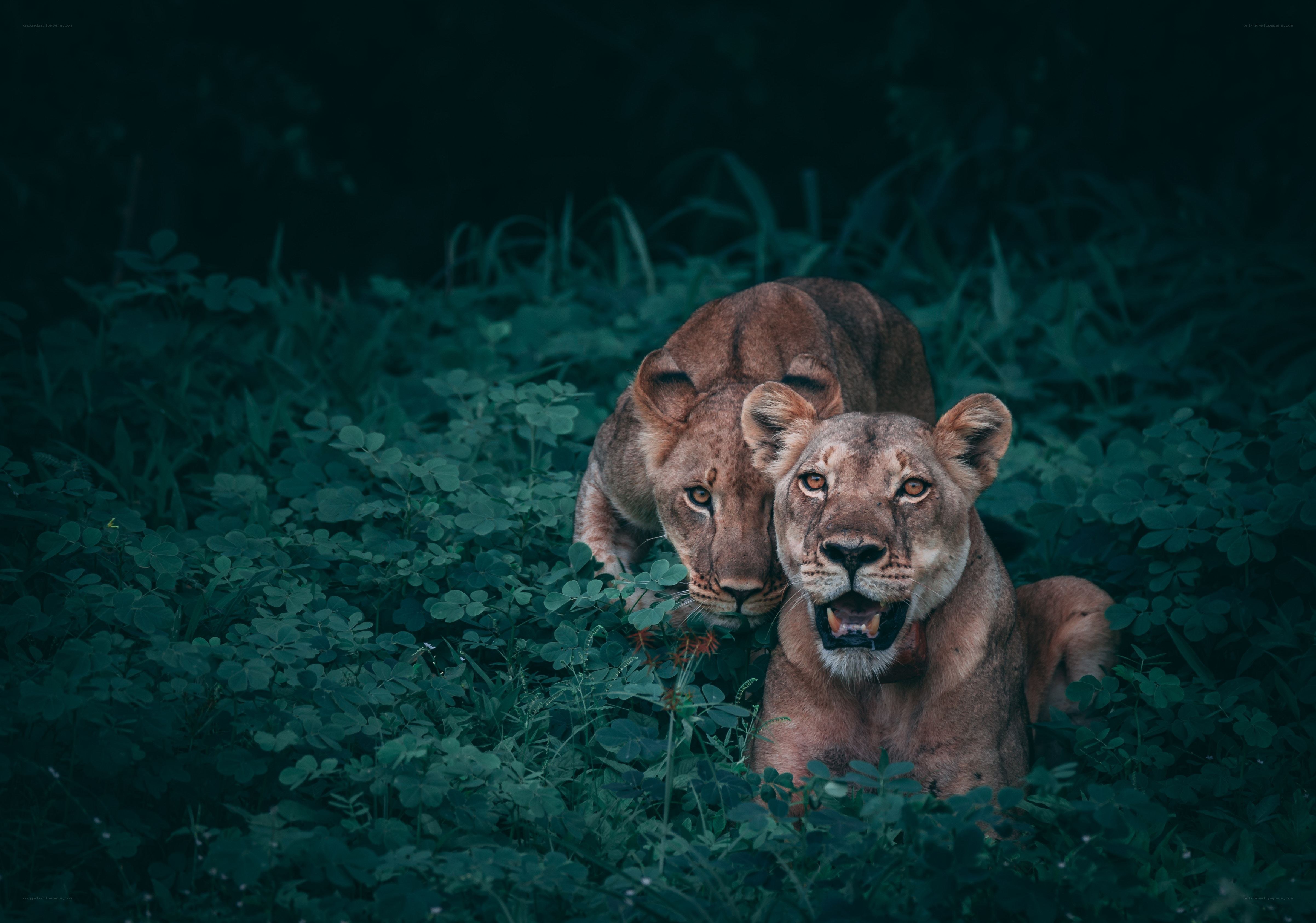 Two lionesses in the wild