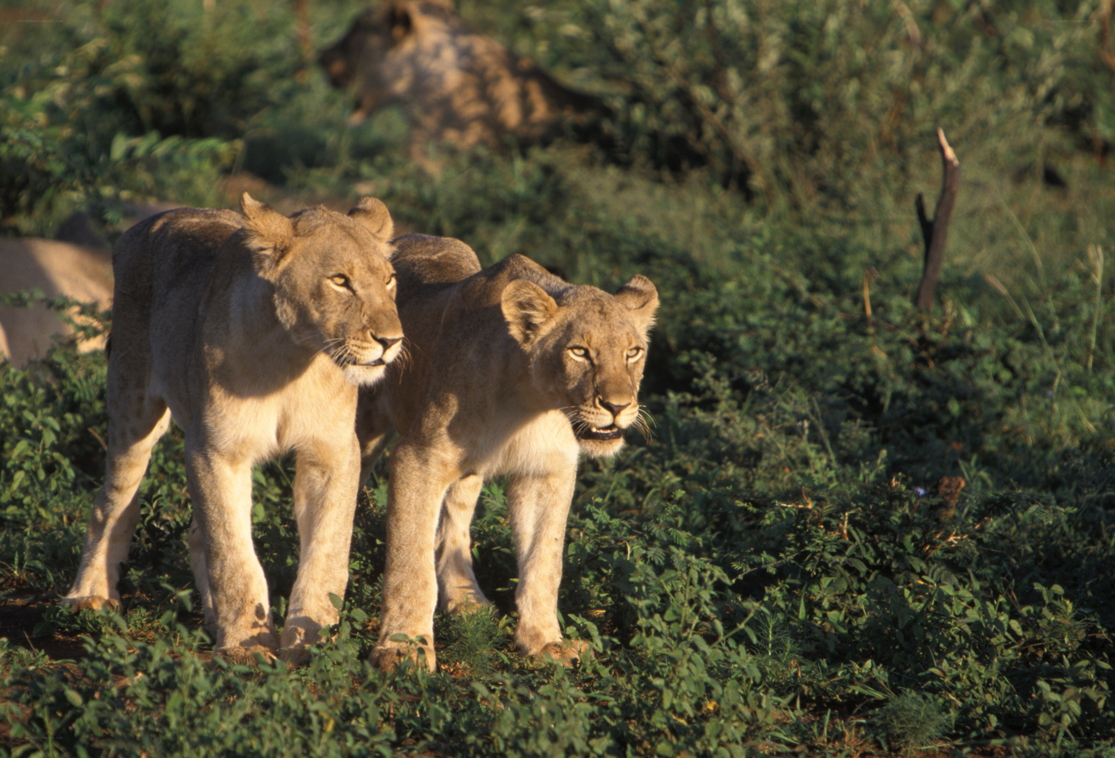 Two lionesses in the wild