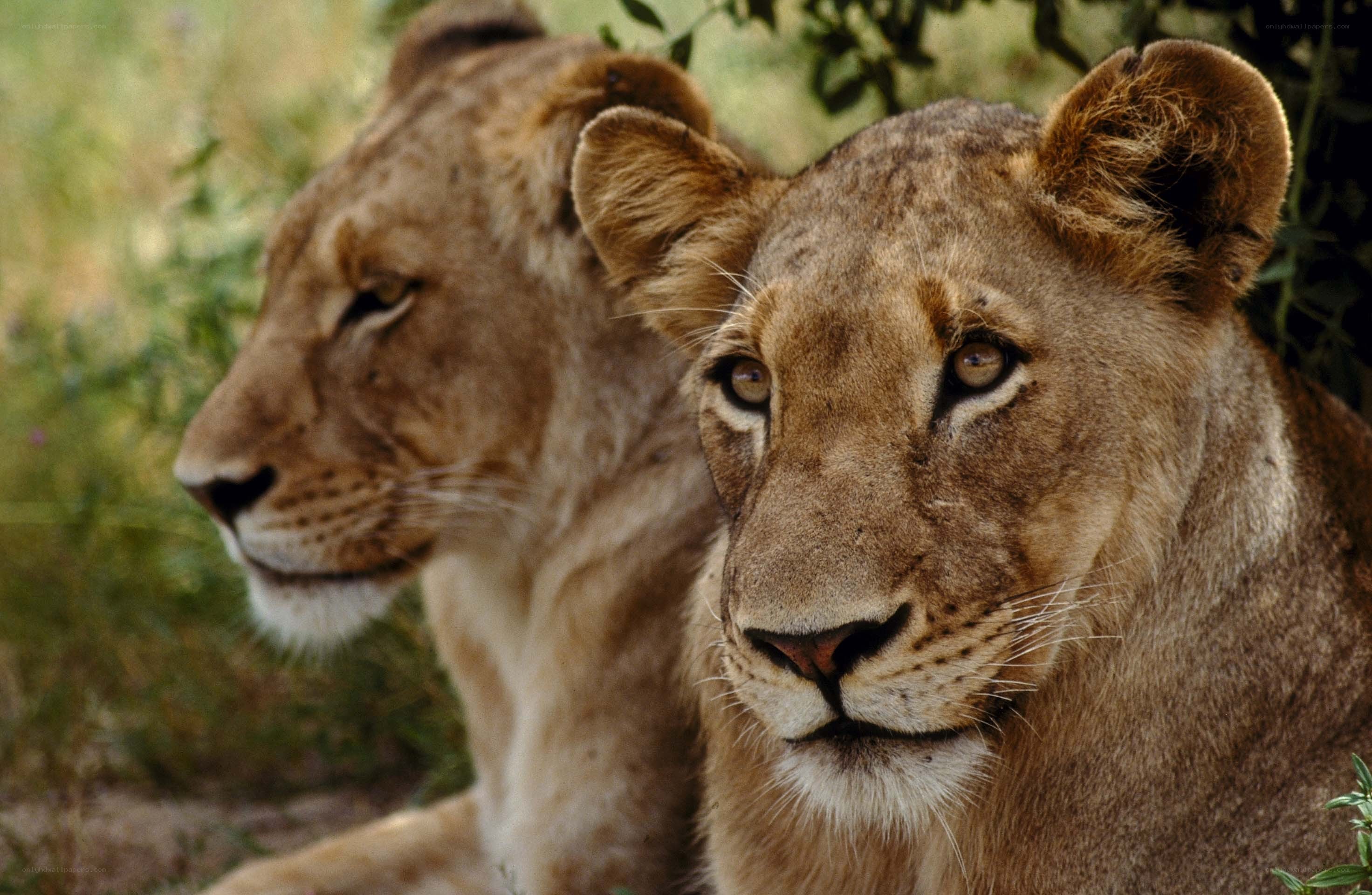 Two lionesses in the wild