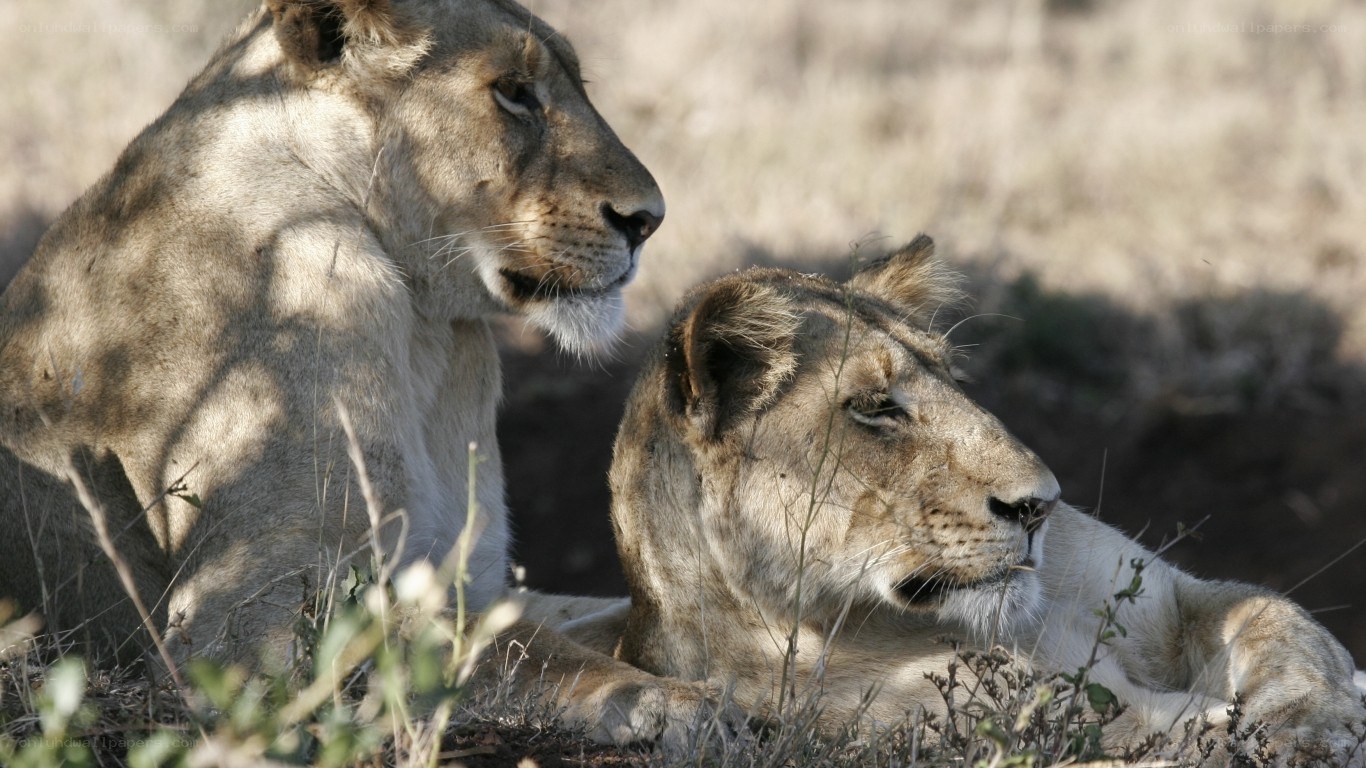 Two lionesses in the wild