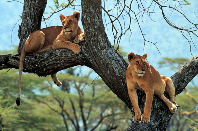 Two Lionesses in Tree