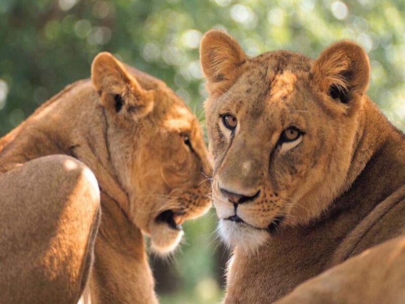 Two Lionesses Interacting — Brown