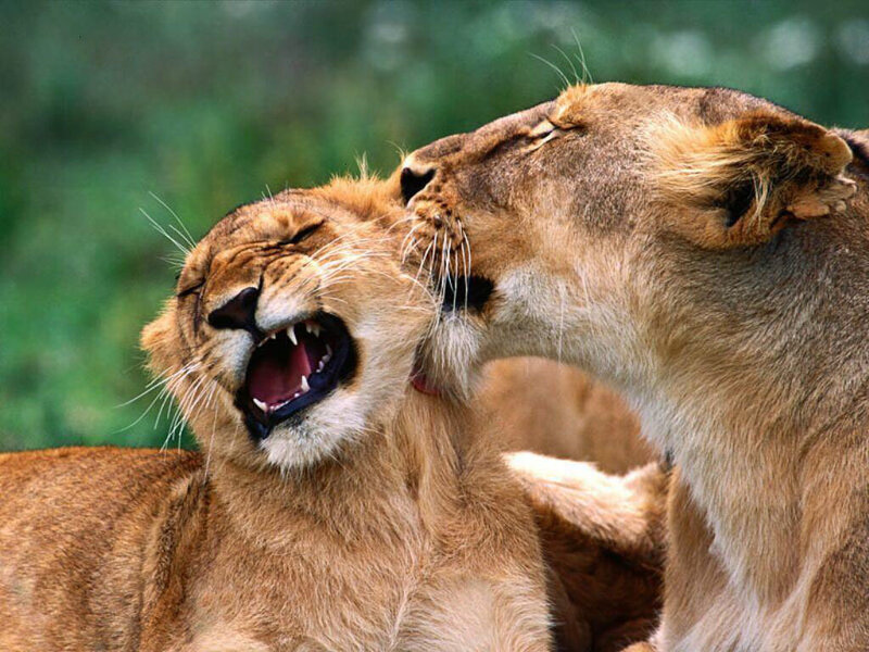 Two Lionesses Interacting