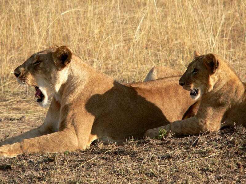 Two Lionesses Lying
