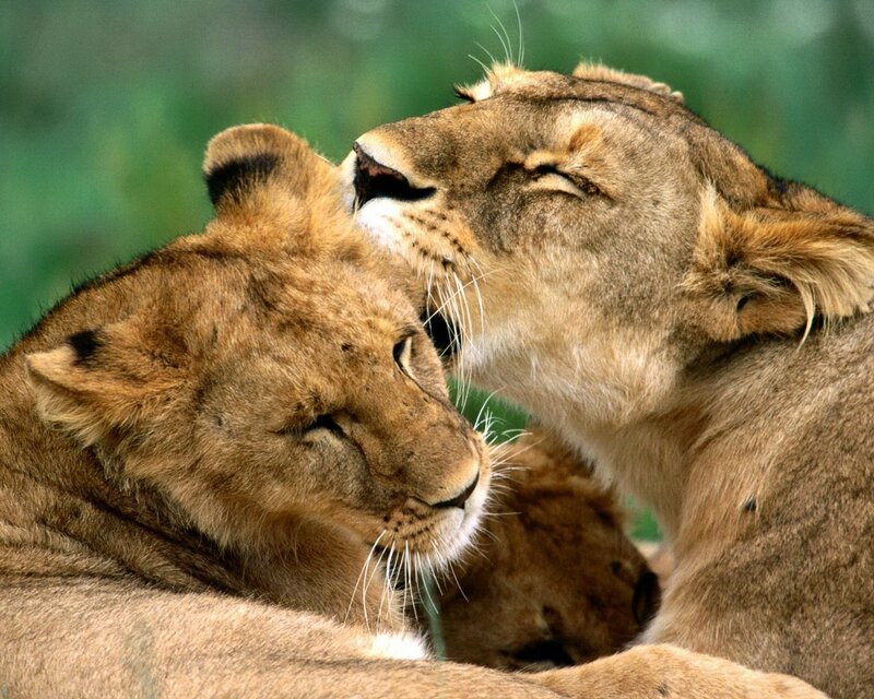Two Lionesses Nuzzling — Brown, Calm, Photograph, Lioness, Cub