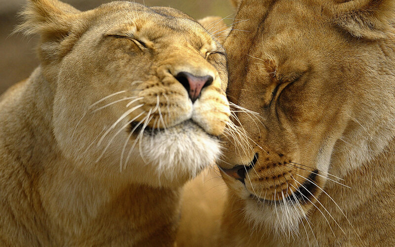 Two Lionesses Nuzzling — Brown, Calm, Photograph, Lioness, Nuzzle, Whiskers