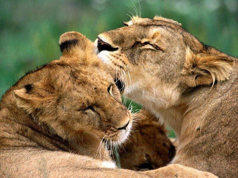 Two Lionesses Nuzzling — Brown, Calm, Photograph, Lions