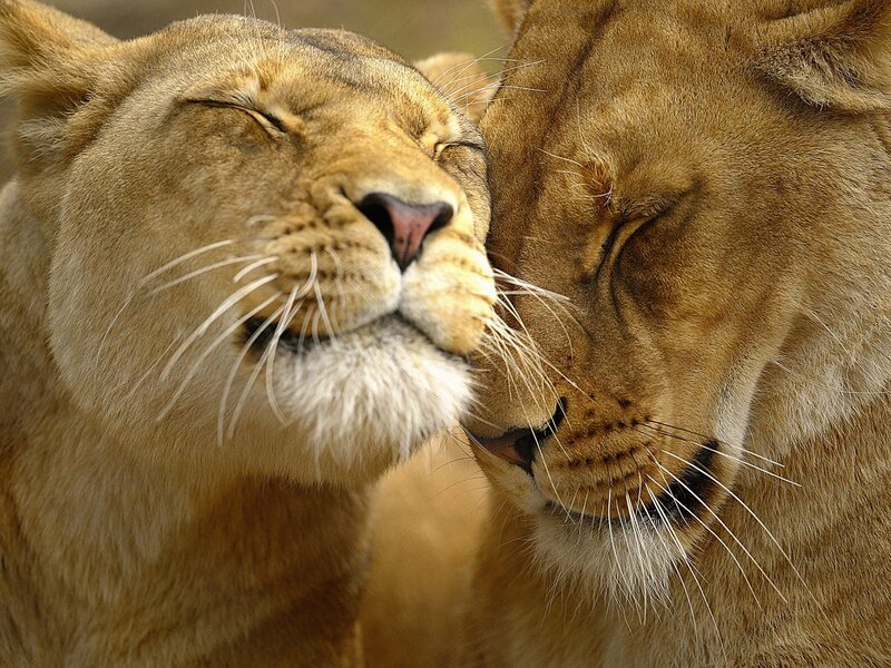Two Lionesses Nuzzling — Brown, Calm, Photograph