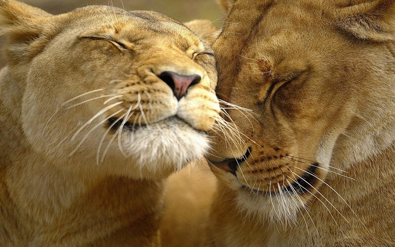 Two Lionesses Nuzzling — Brown, Calm, Photograph, Whiskers