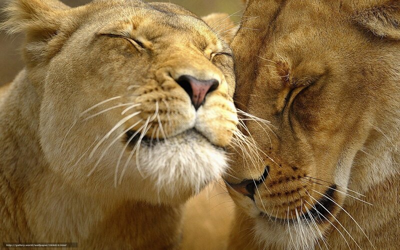 Two Lionesses Nuzzling — Brown, Peaceful, Photograph, Lioness