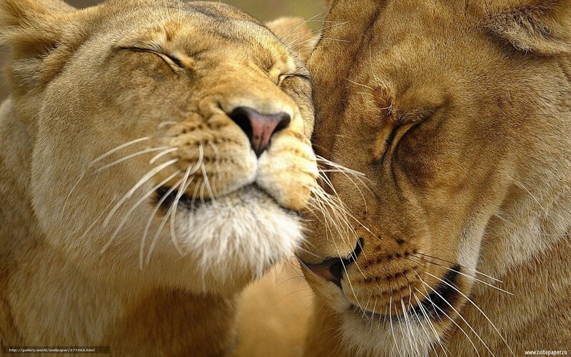 Two Lionesses Nuzzling — Brown, Peaceful, Photograph