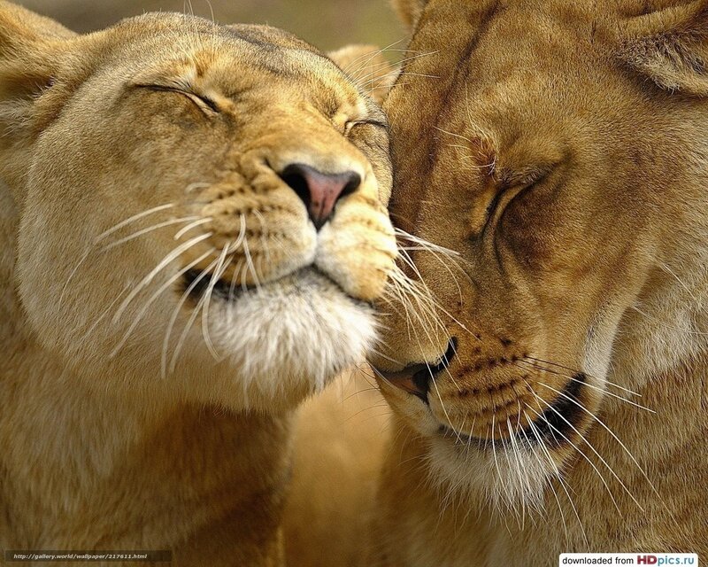 Two Lionesses Nuzzling — Brown, Peaceful