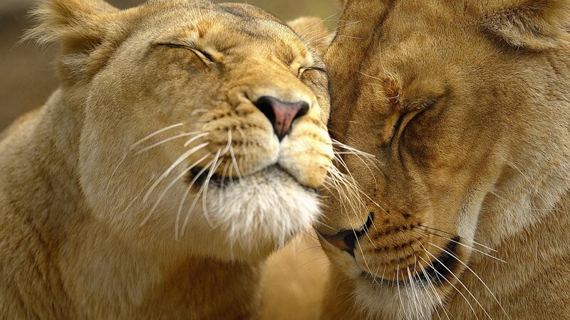 Two Lionesses Nuzzling — Calm