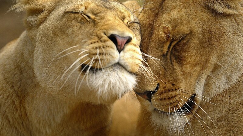 Two Lionesses Nuzzling — Photograph
