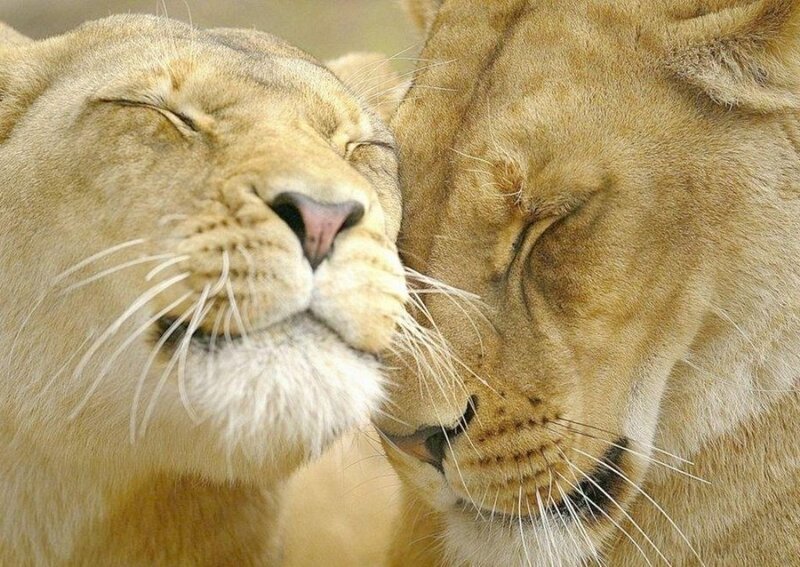 Two Lionesses Nuzzling — Tan, Calm