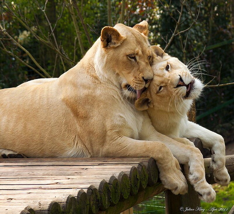 Two Lionesses Nuzzling — Tan