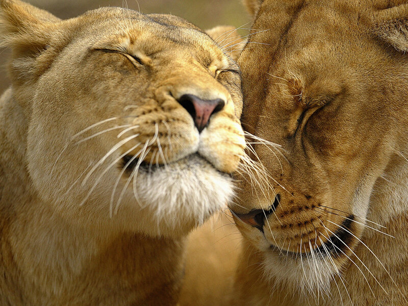 Two Lionesses Nuzzling