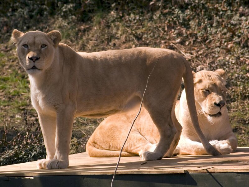 Two lionesses on a platform