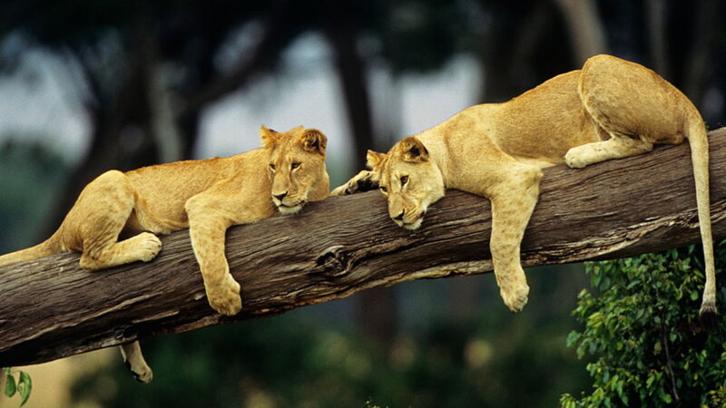 Two Lionesses on Branch