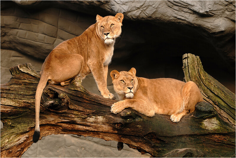 Two Lionesses on Log