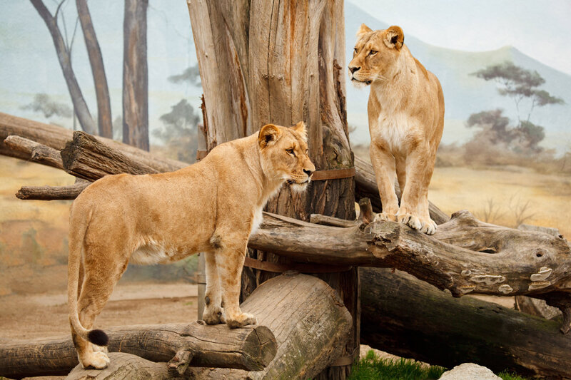 Two Lionesses on Logs