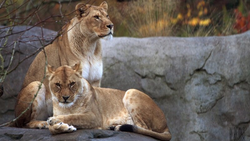 Two Lionesses on Rock