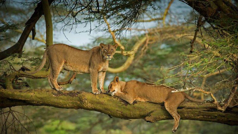 Two Lionesses on Tree Branch