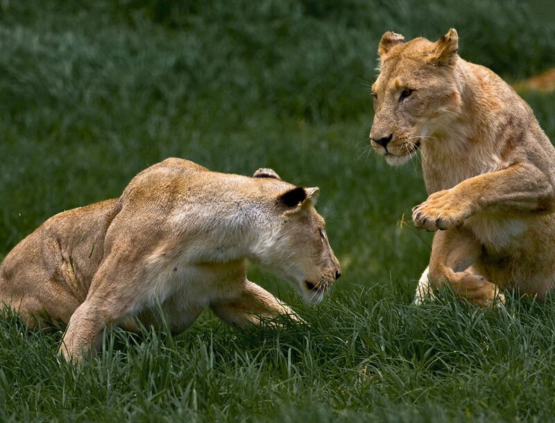 Two lionesses playing in grass