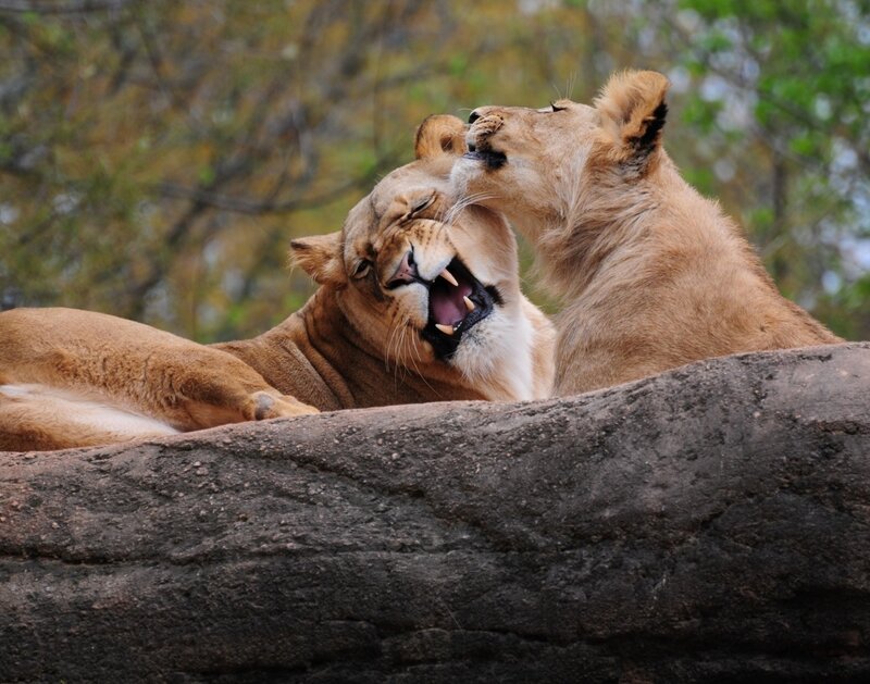 Two Lionesses Playing
