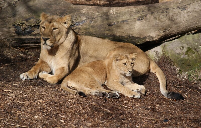 Two Lionesses Resting — Brown