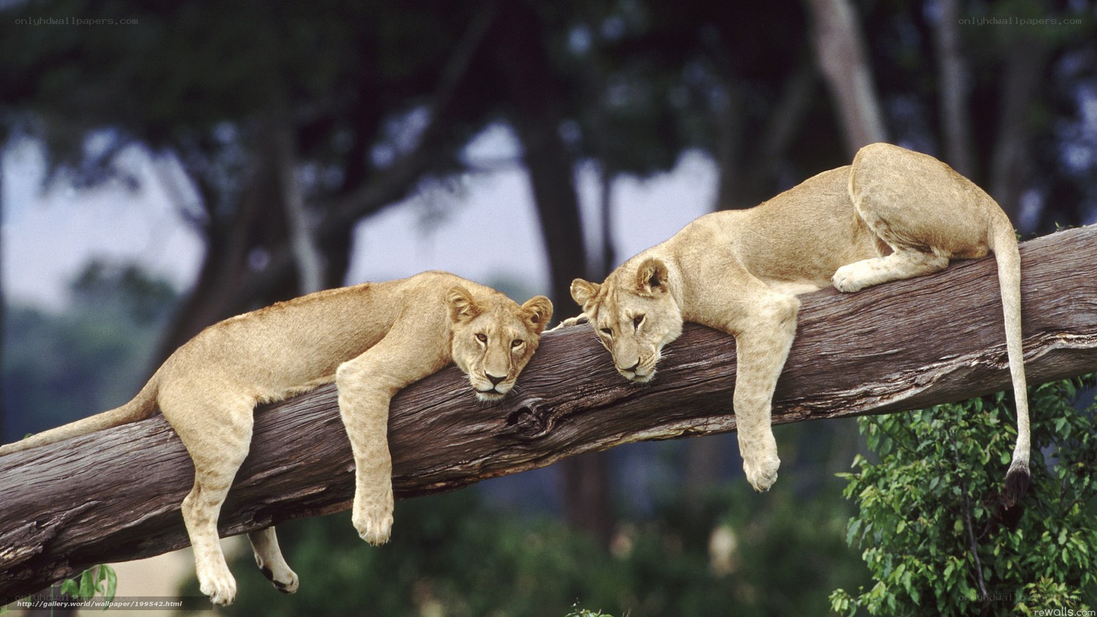 Two lionesses resting on a branch