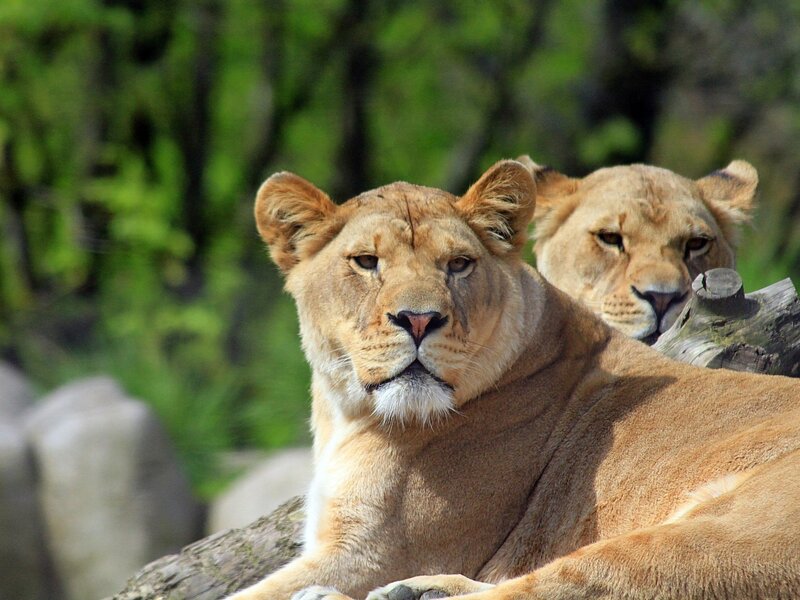 two lionesses resting