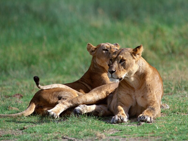 Two lionesses resting together