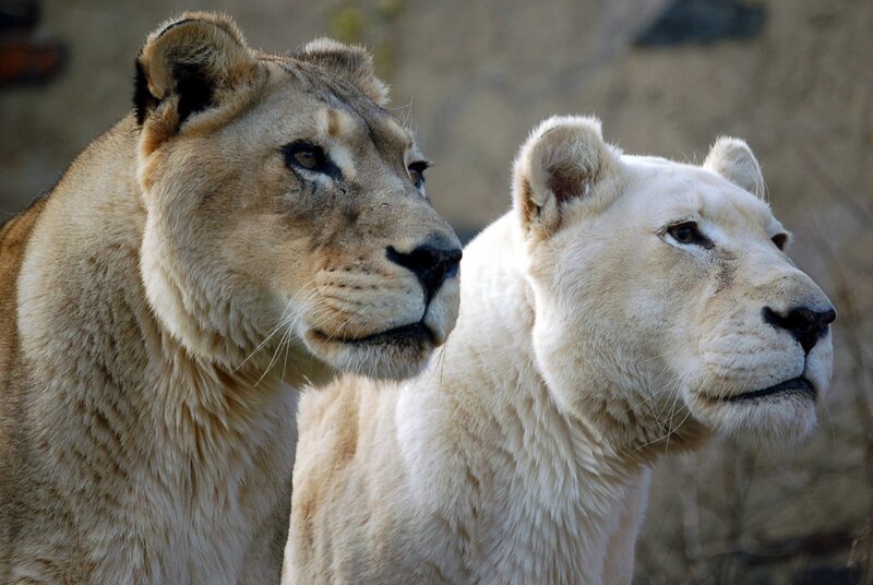 Two Lionesses Side by Side — Tan