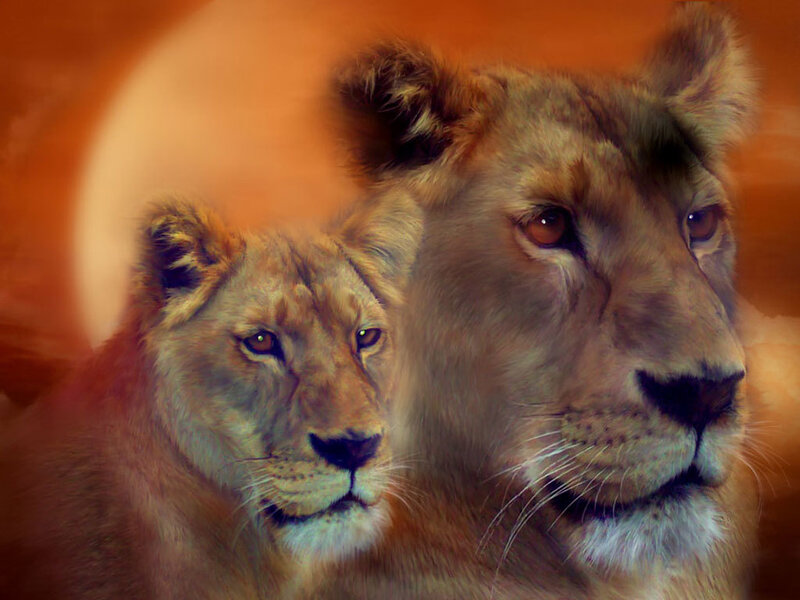 Two Lionesses Side by Side