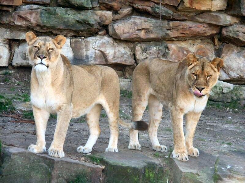 Two lionesses standing together