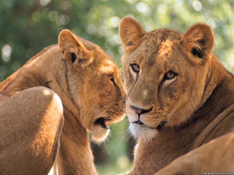 Two Lionesses