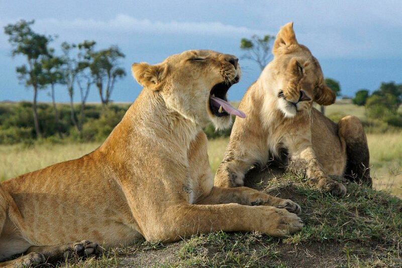 Two Lionesses Yawning