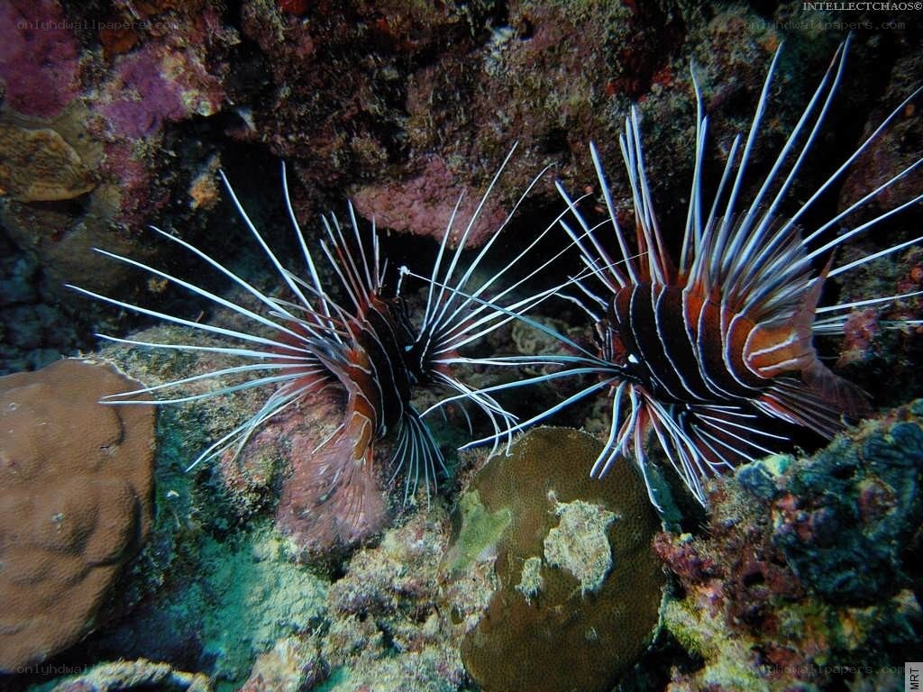 Two lionfish on a coral reef