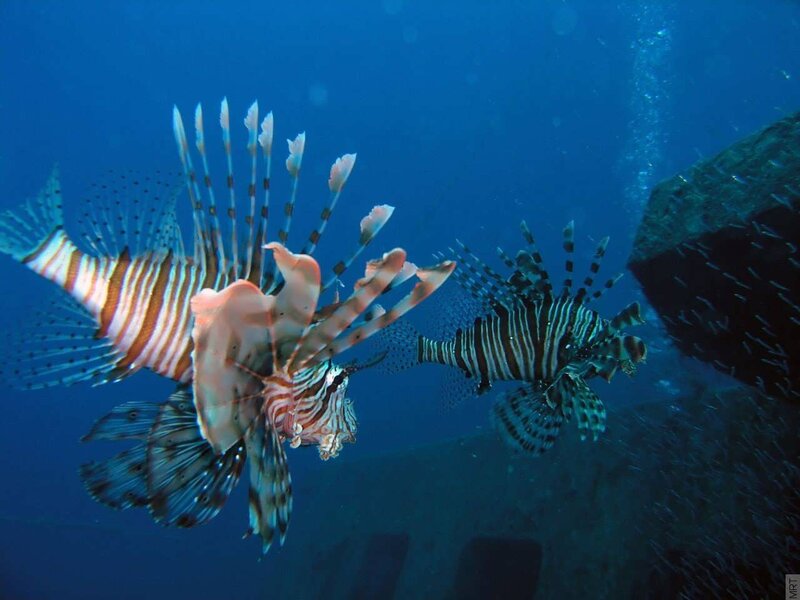 Two lionfish swimming underwater