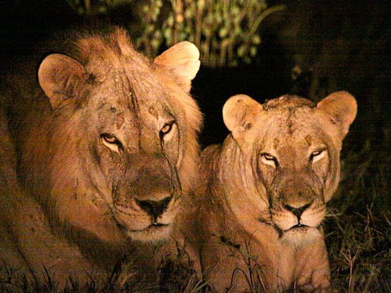 Two Lions at Night