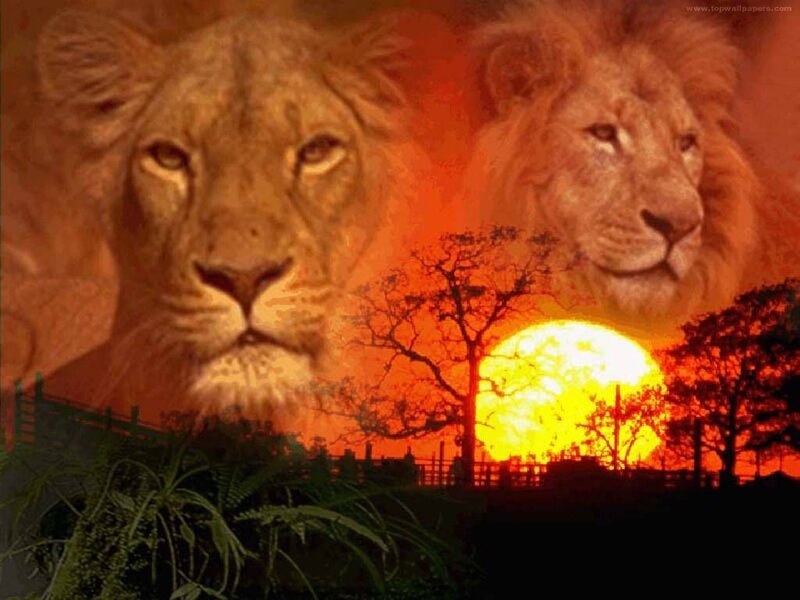 Two Lions at Sunset